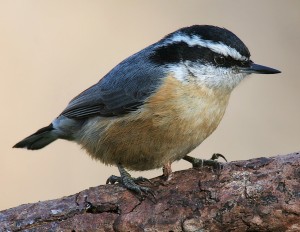 Red-breasted-Nuthatch-3c